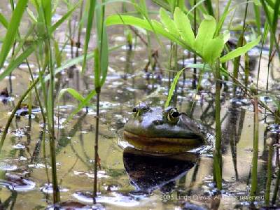 American Bullfrog 1 (male) - Rana catesbeiana